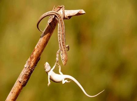 نقره لعرض الصورة في صفحة مستقلة