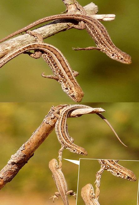 نقره لعرض الصورة في صفحة مستقلة