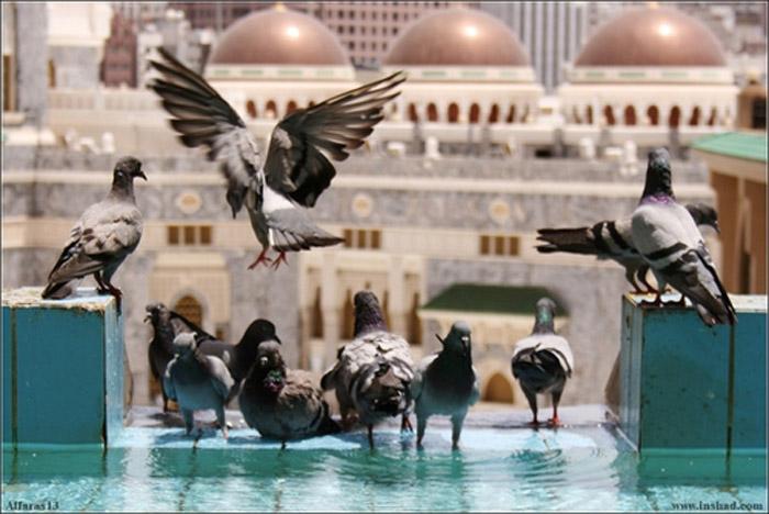 صورة