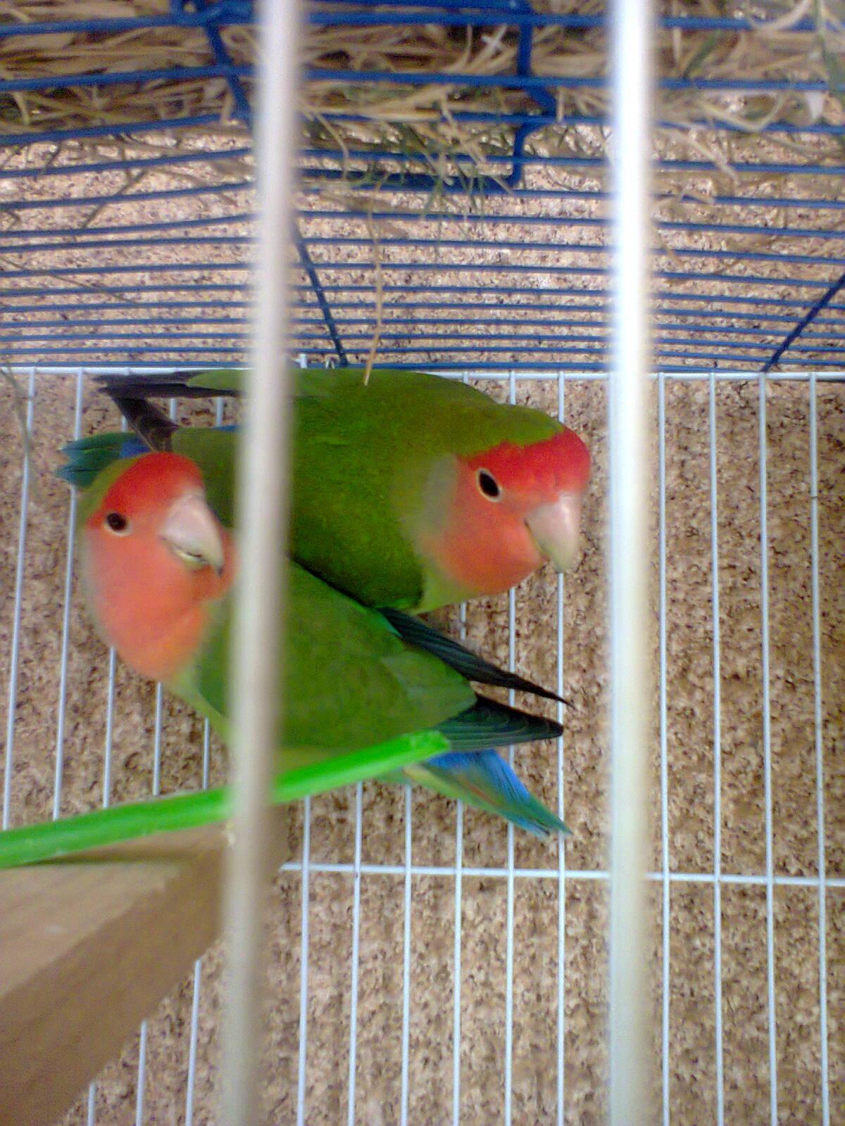 صورة