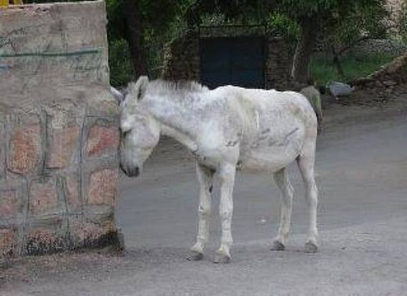 [صورة: 661098747.jpg]
