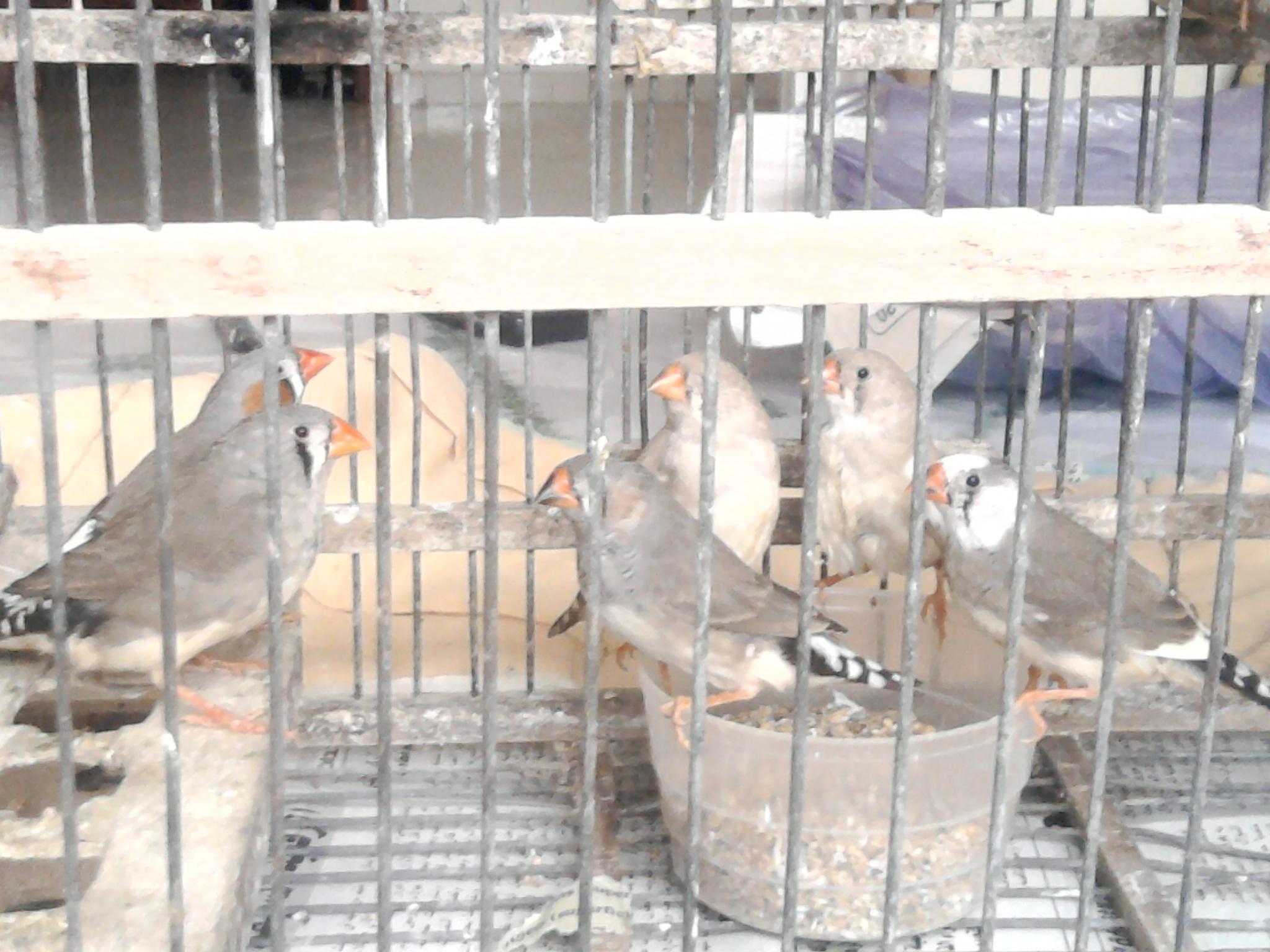 صورة