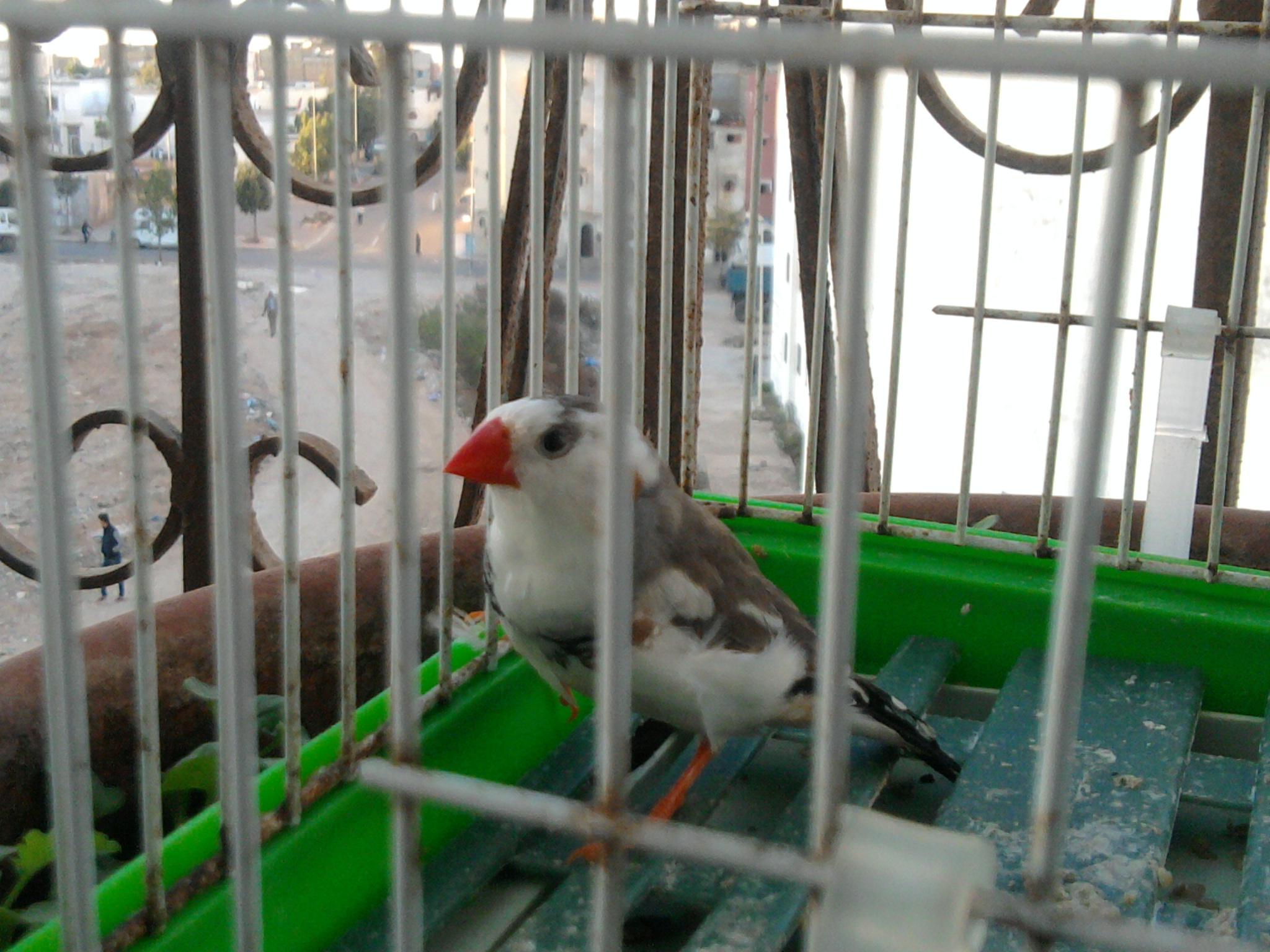 صورة