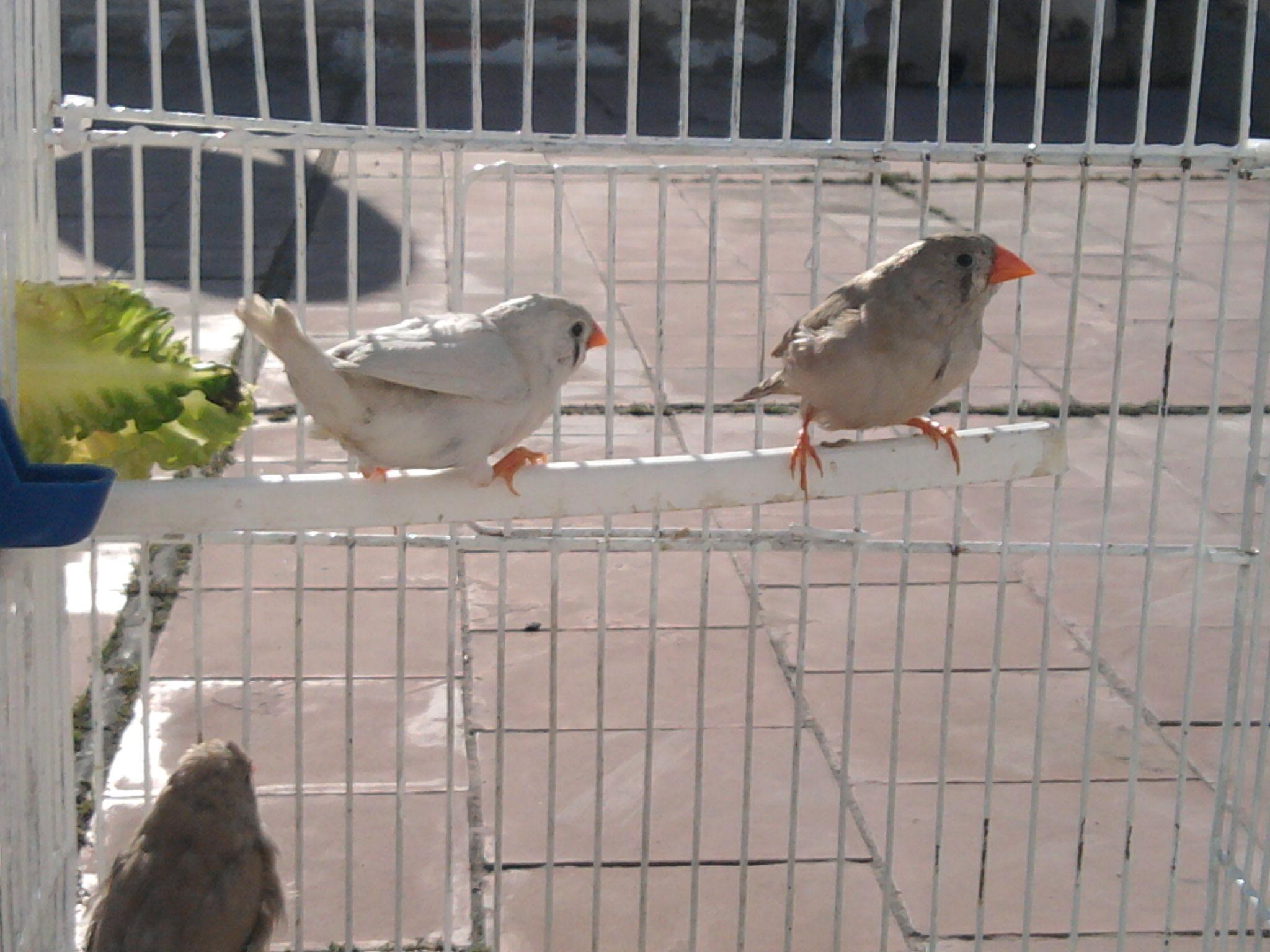 صورة