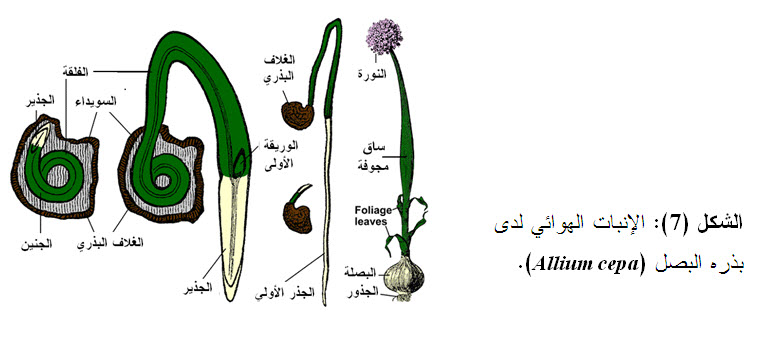 قبل ان تبدا البذور الانبات يجب ان