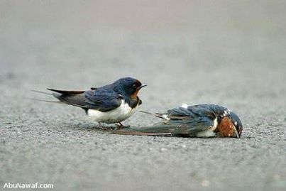 صورة