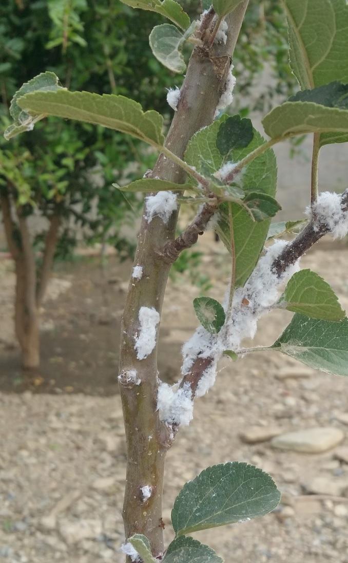لخبراء الزراعة والنباتات .... الآفة ؟؟؟وكيف يمكن التخلص منها صورة