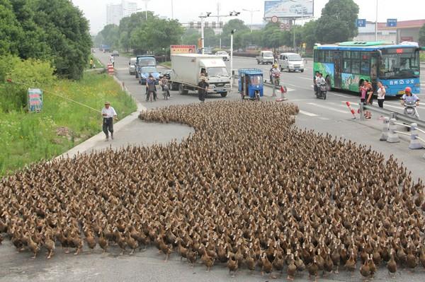 مسيرة من 5 آلاف بطة للتنزه في الصين