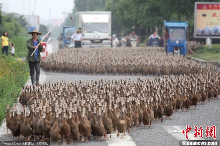 مسيرة من 5 آلاف بطة للتنزه في الصين