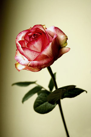  ��� �� �� ��� ������ ��: � �� ��