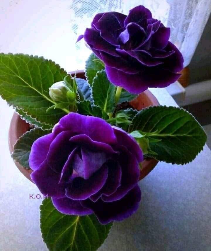 ���� ���� ������ �� ���� ������